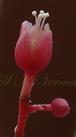  Flowers ( fertile stamens slightly exserted)